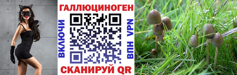 Галлюциногенные грибы Psilocybine cubensis  Заозёрск 
